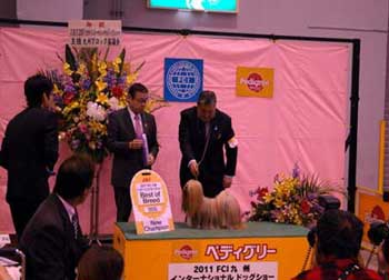 ラサ・アプソ チャンピオン